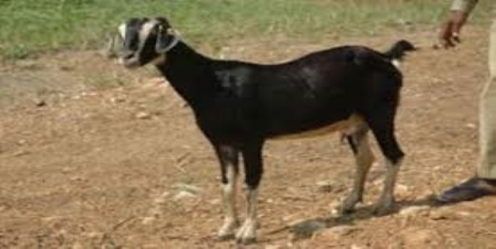 Goat sacrifice for haircut SI Suspend